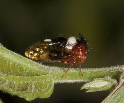 Image of Poppea capricornis Fowler