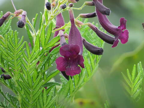 Image of Jacaranda ulei Bureau & K. Schum.