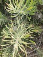 Image de Leucospermum tomentosum (Thunb.) R. Br.