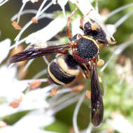 Image of Two-banded Cellophane-cuckoo Bee