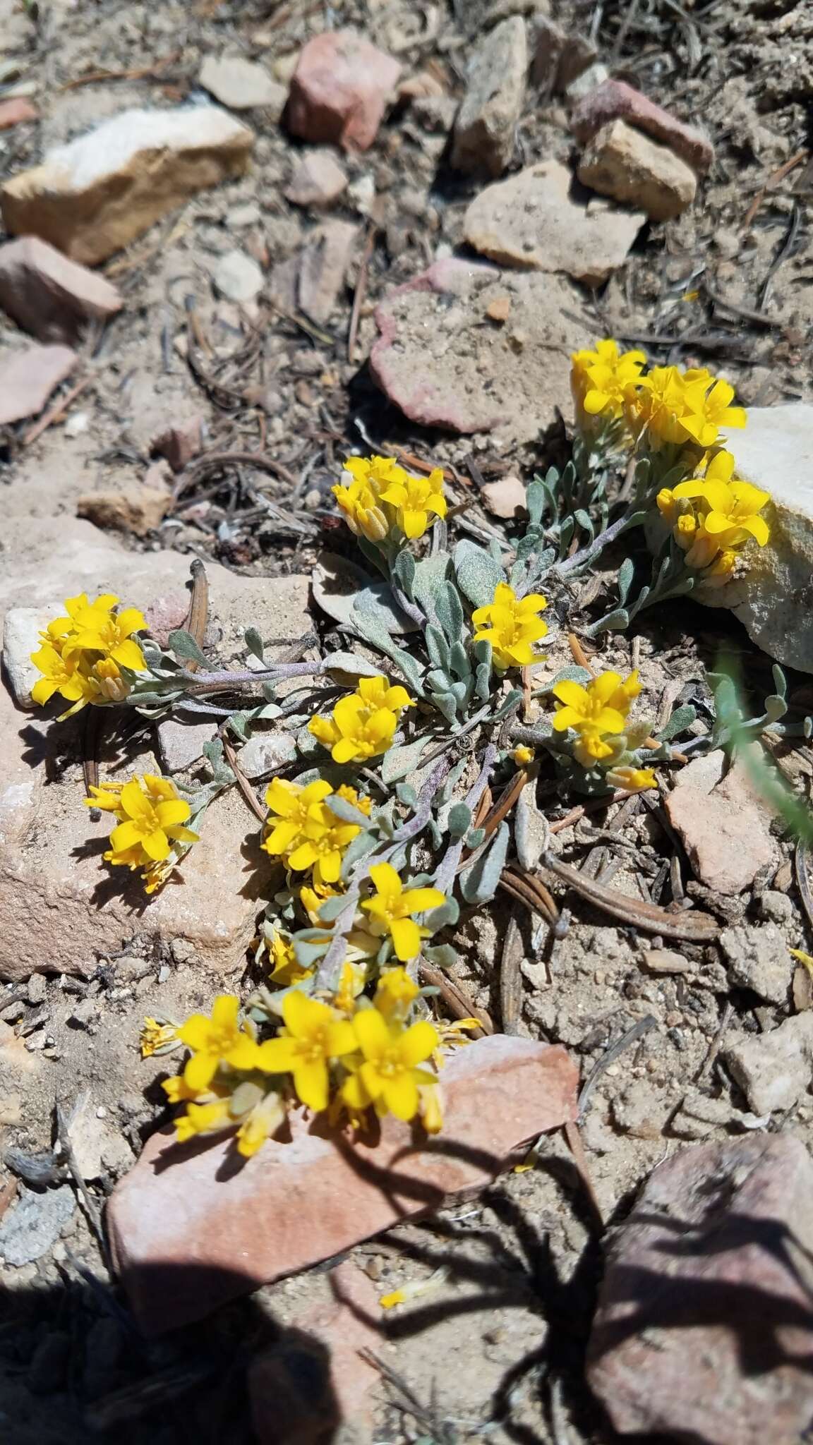 Image of Physaria kingii subsp. kingii