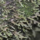 Image of undulate neckeropsis moss