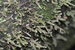 Sivun Neckeropsis kuva