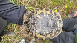 Image of Western Hermann's Tortoise