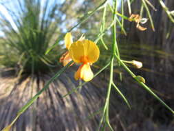 Image of Jacksonia sternbergiana Benth.