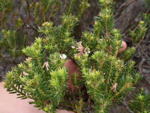 Image of Diosma subulata Wendl.