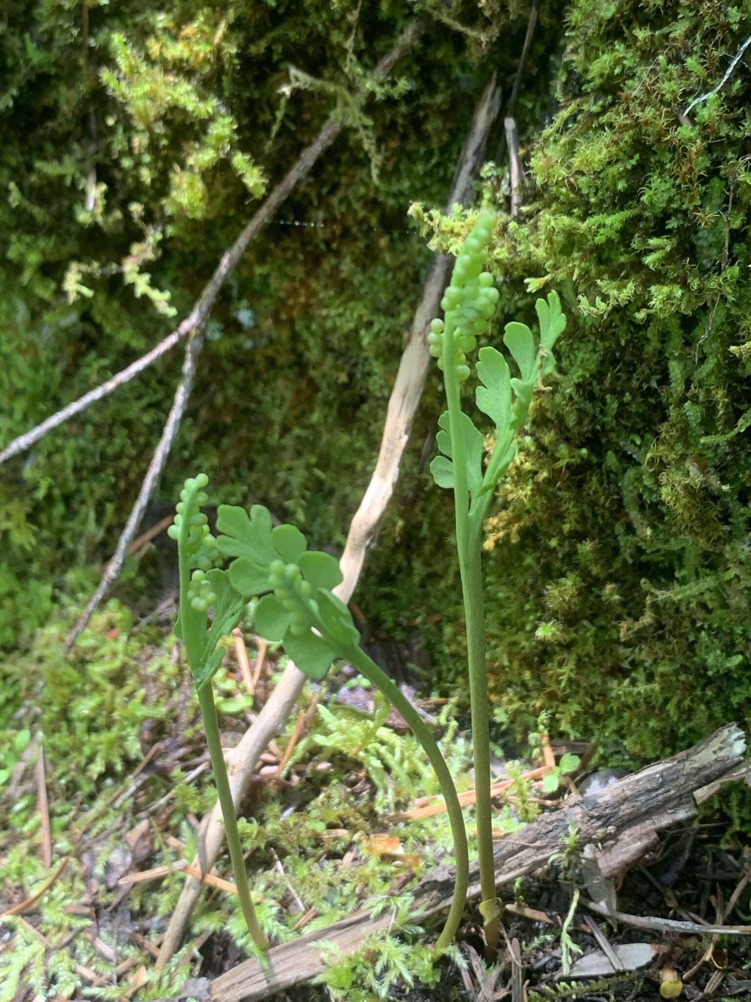 Image of Western Moonwort