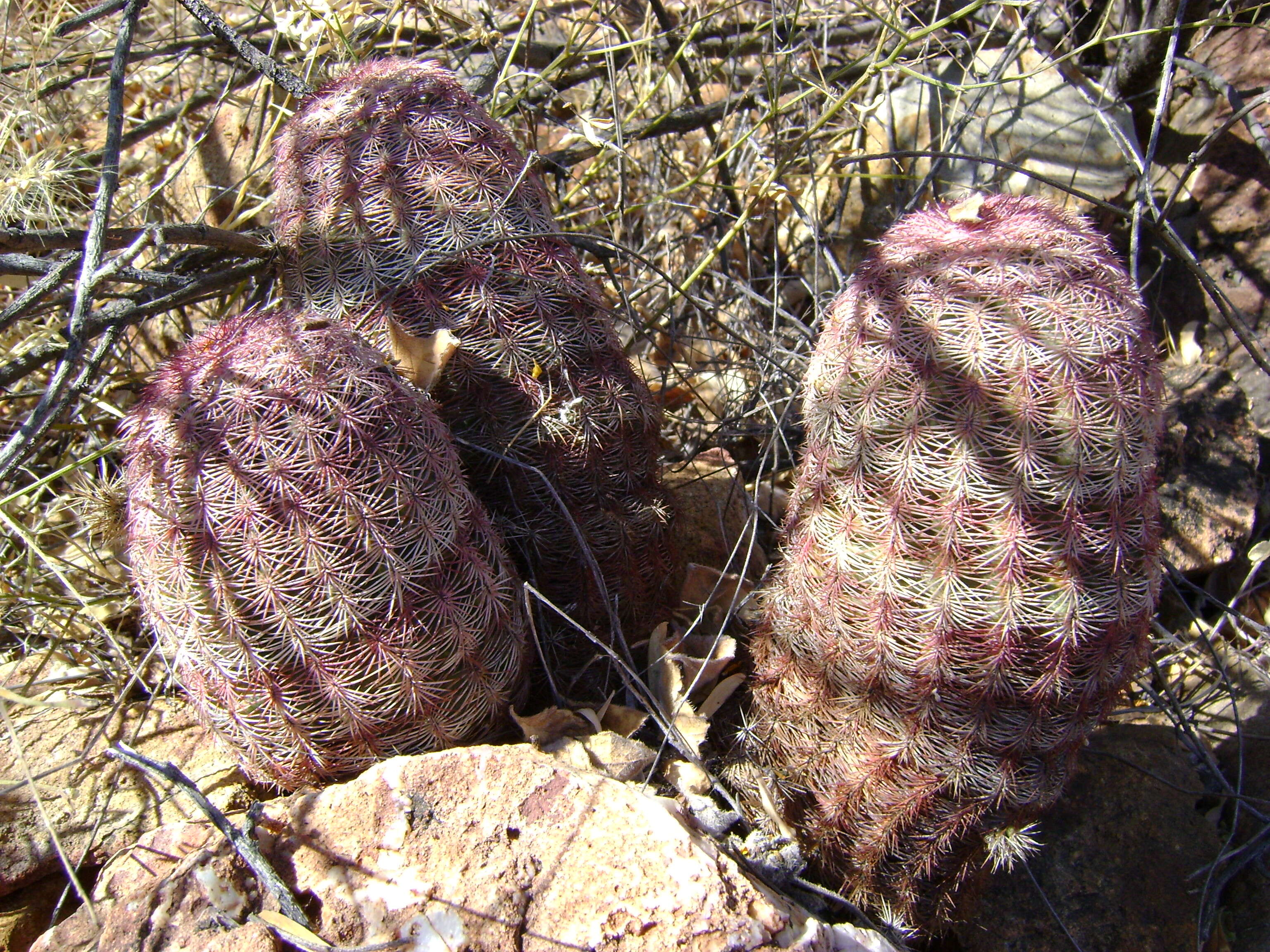 Image de Echinocereus pectinatus (Scheidw.) Engelm.