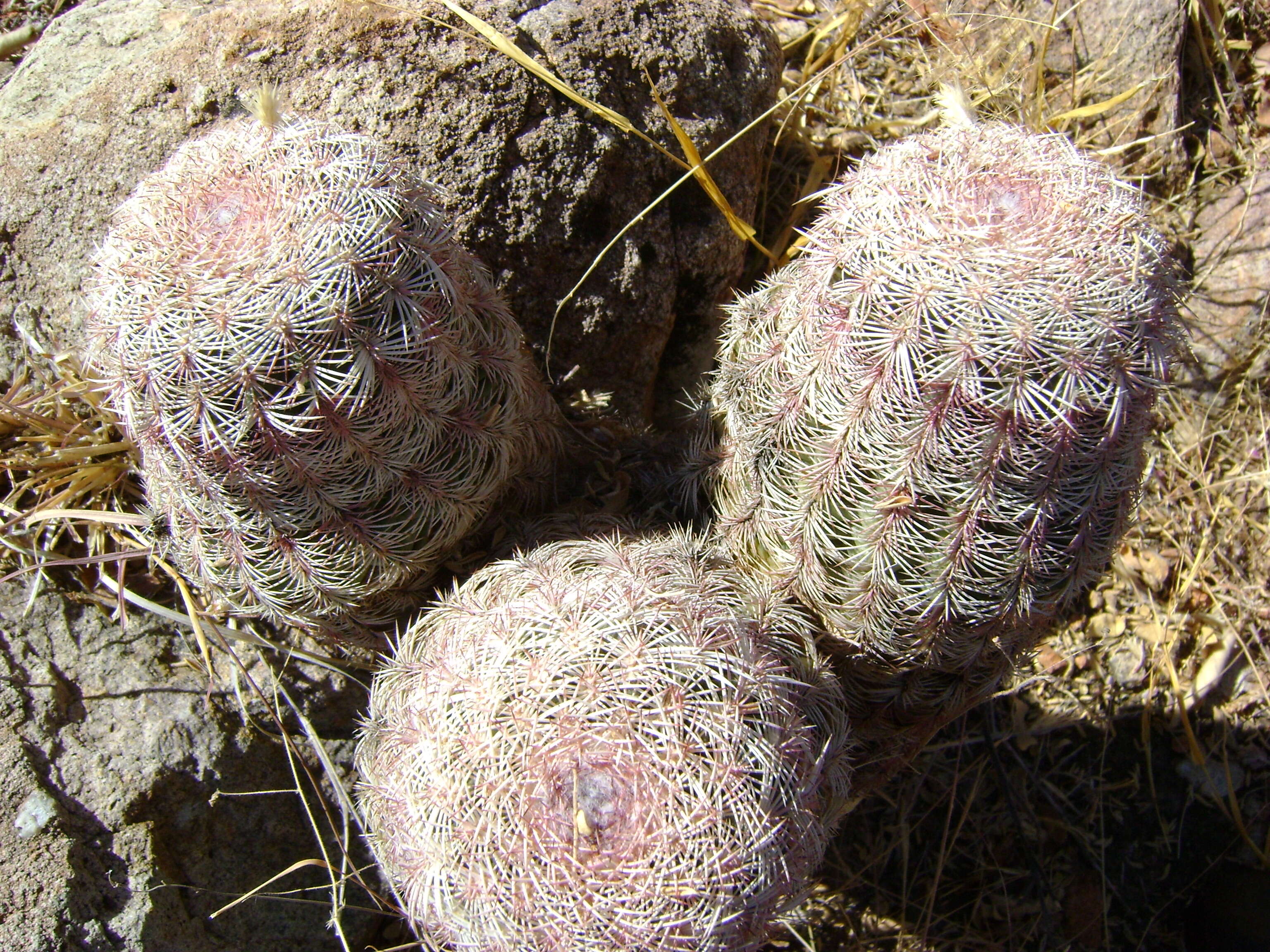 Image de Echinocereus pectinatus (Scheidw.) Engelm.