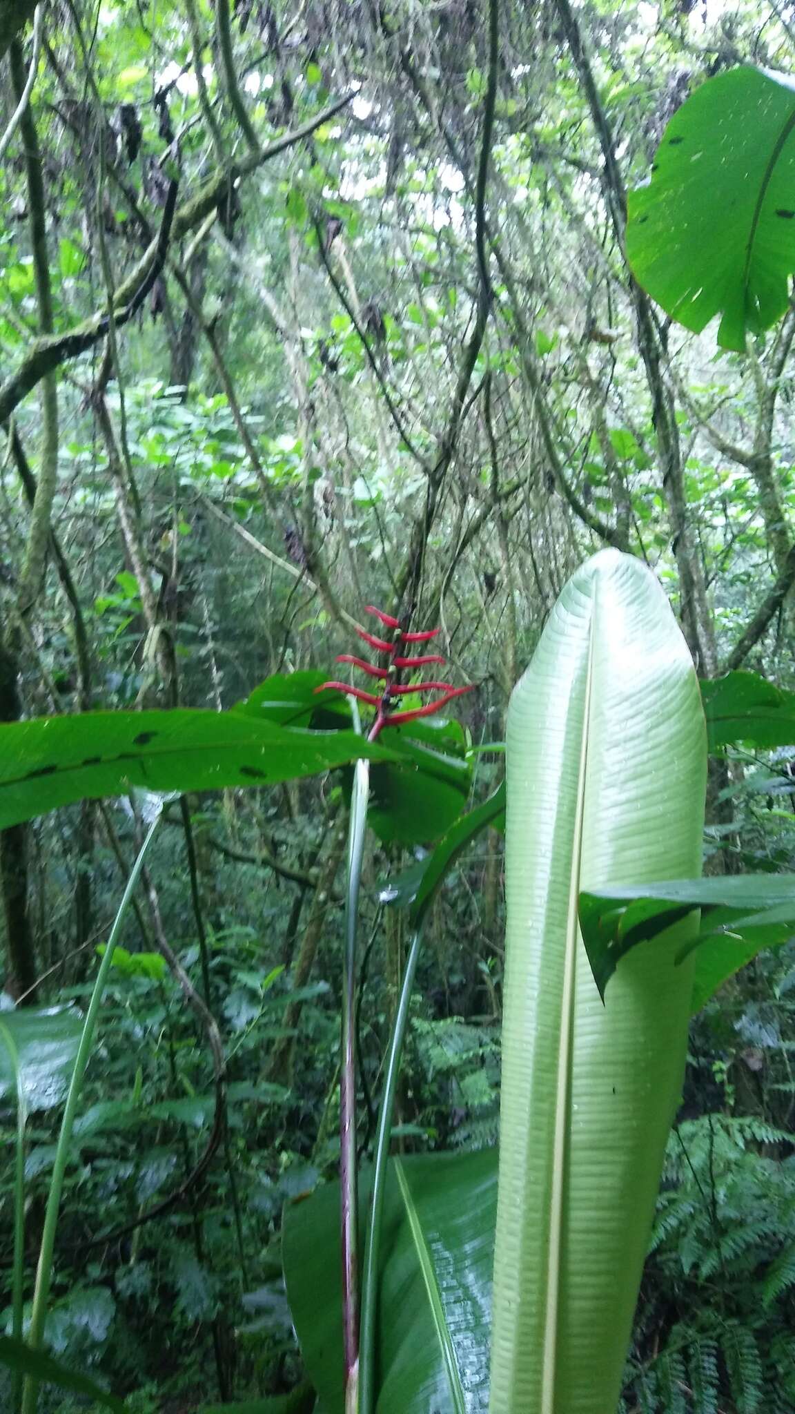 Image of Heliconia schiedeana Klotzsch