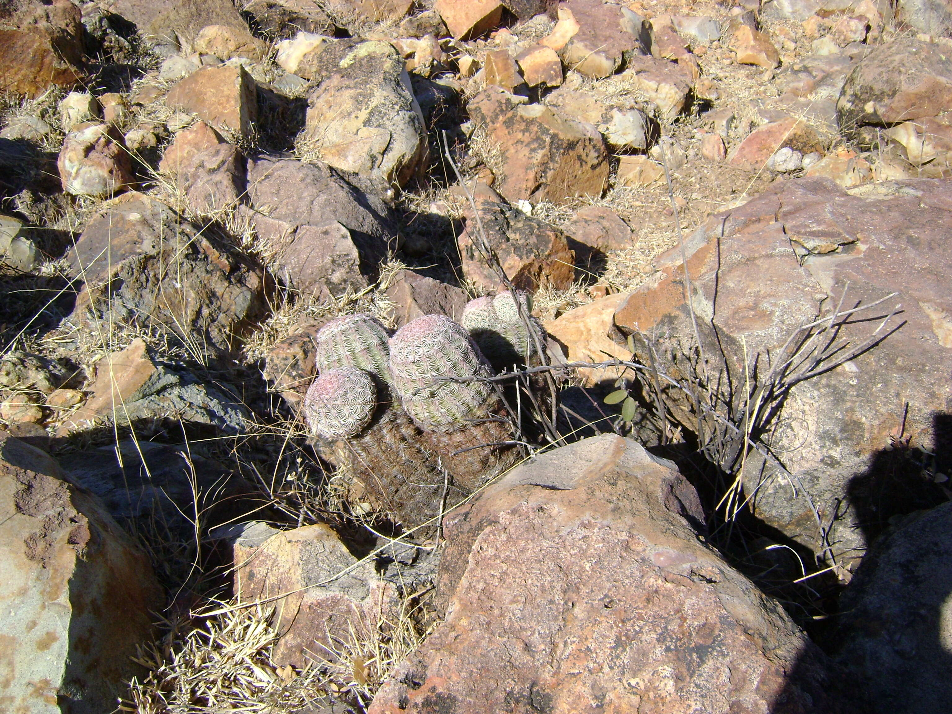 Image de Echinocereus pectinatus (Scheidw.) Engelm.