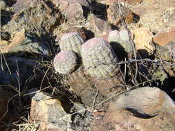 Image de Echinocereus pectinatus (Scheidw.) Engelm.