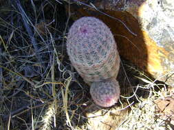 Image de Echinocereus pectinatus (Scheidw.) Engelm.