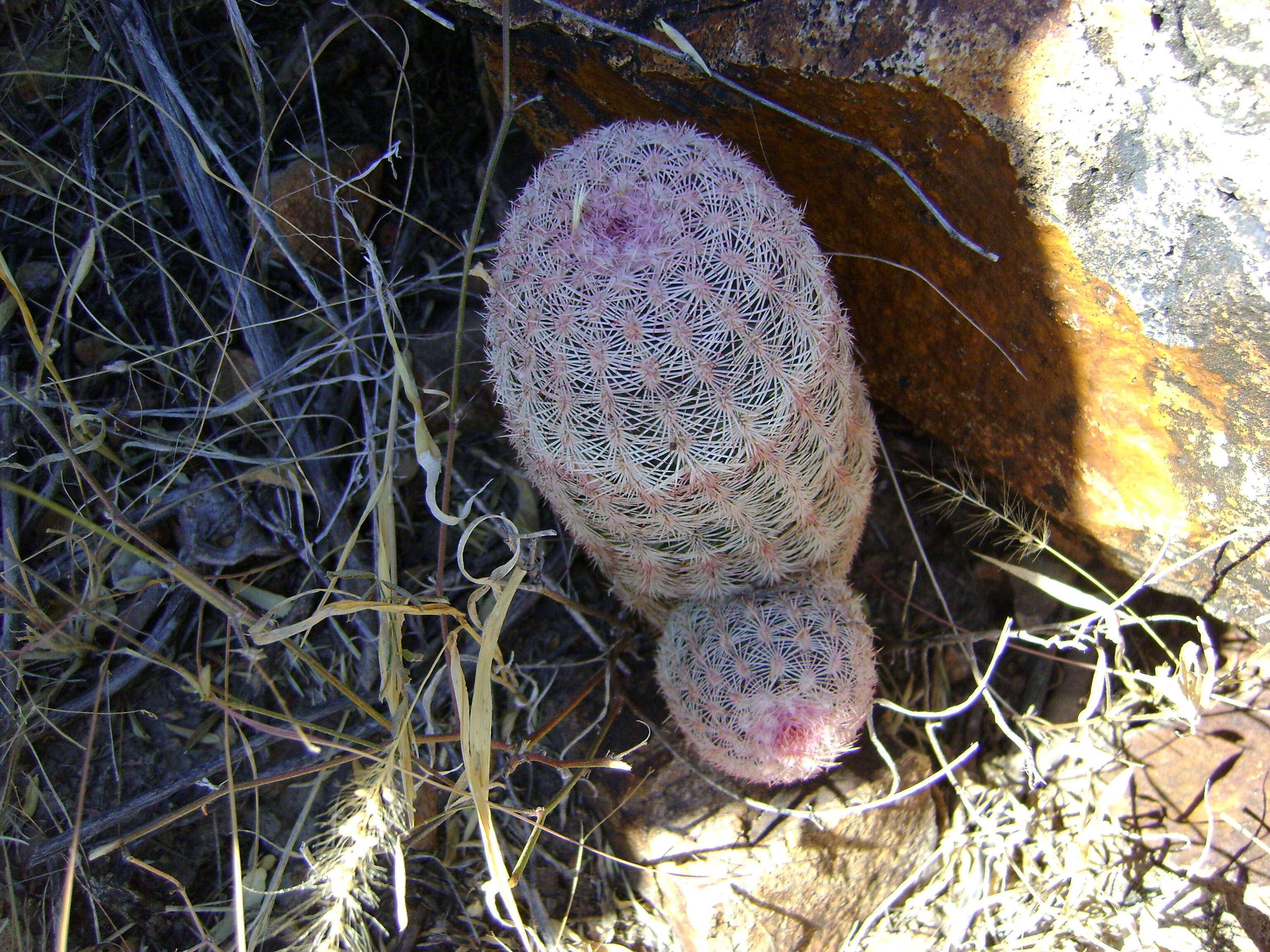 Image de Echinocereus pectinatus (Scheidw.) Engelm.