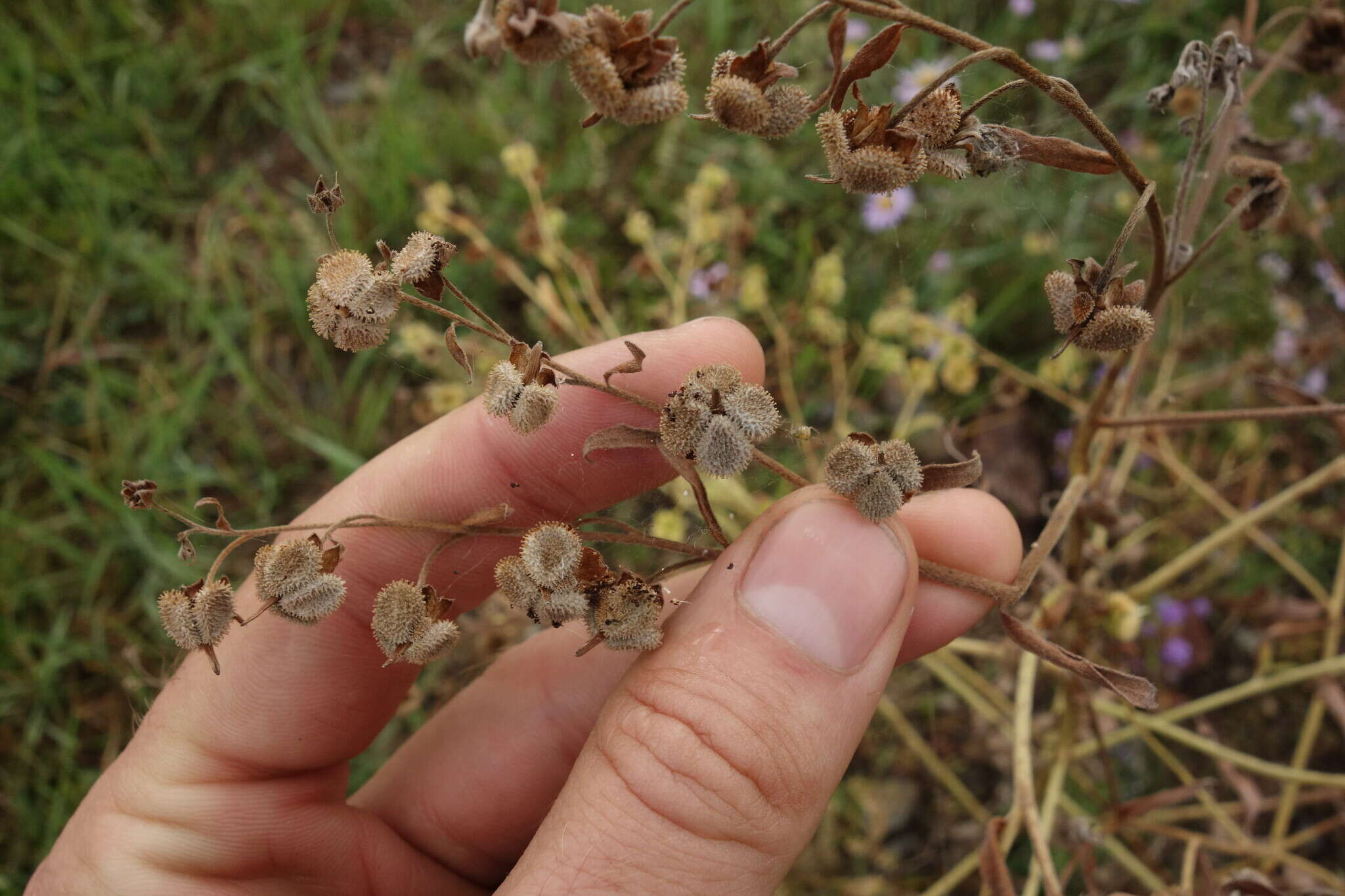 Image of Cynoglossum divaricatum Stephan ex Lehmann