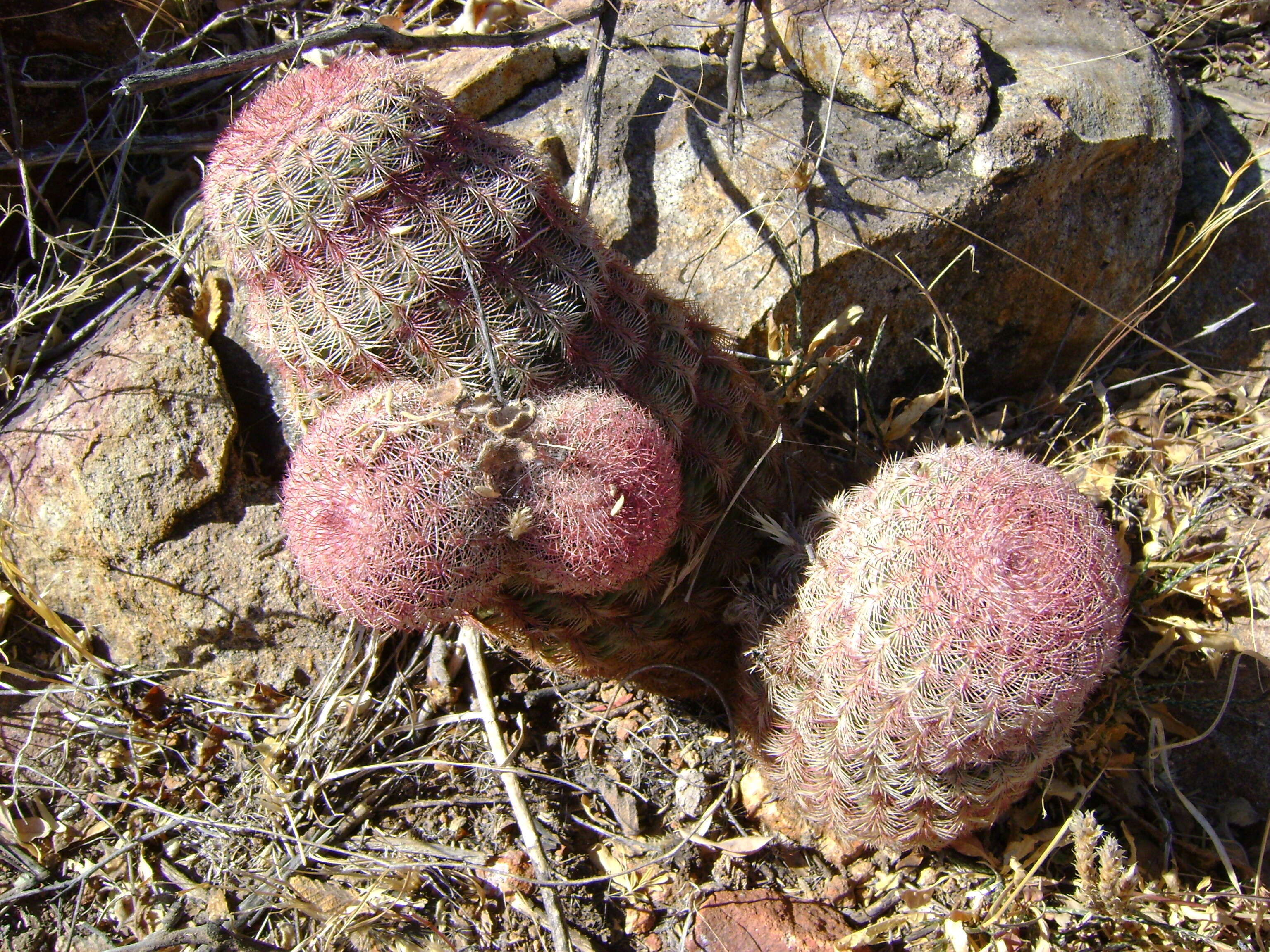 Image de Echinocereus pectinatus (Scheidw.) Engelm.