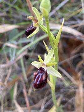 Image of Ophrys sphegodes subsp. gortynia H. Baumann & Künkele