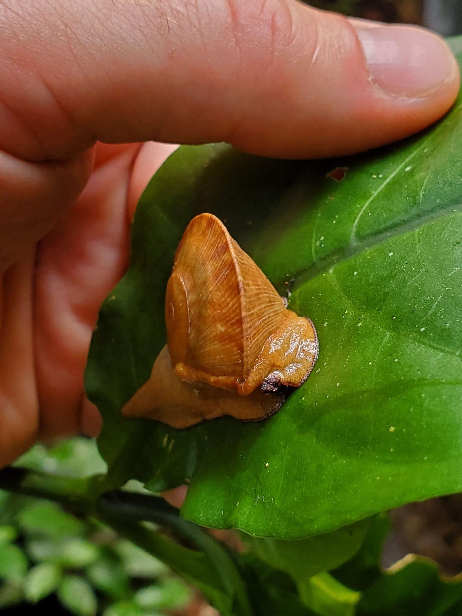 Image of Parthena acutangula (Burrow 1815)