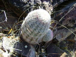 Image de Echinocereus pectinatus (Scheidw.) Engelm.