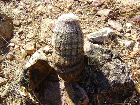 Image de Echinocereus pectinatus (Scheidw.) Engelm.