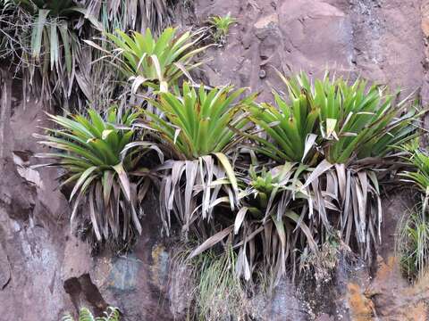 Imagem de Tillandsia australis Mez