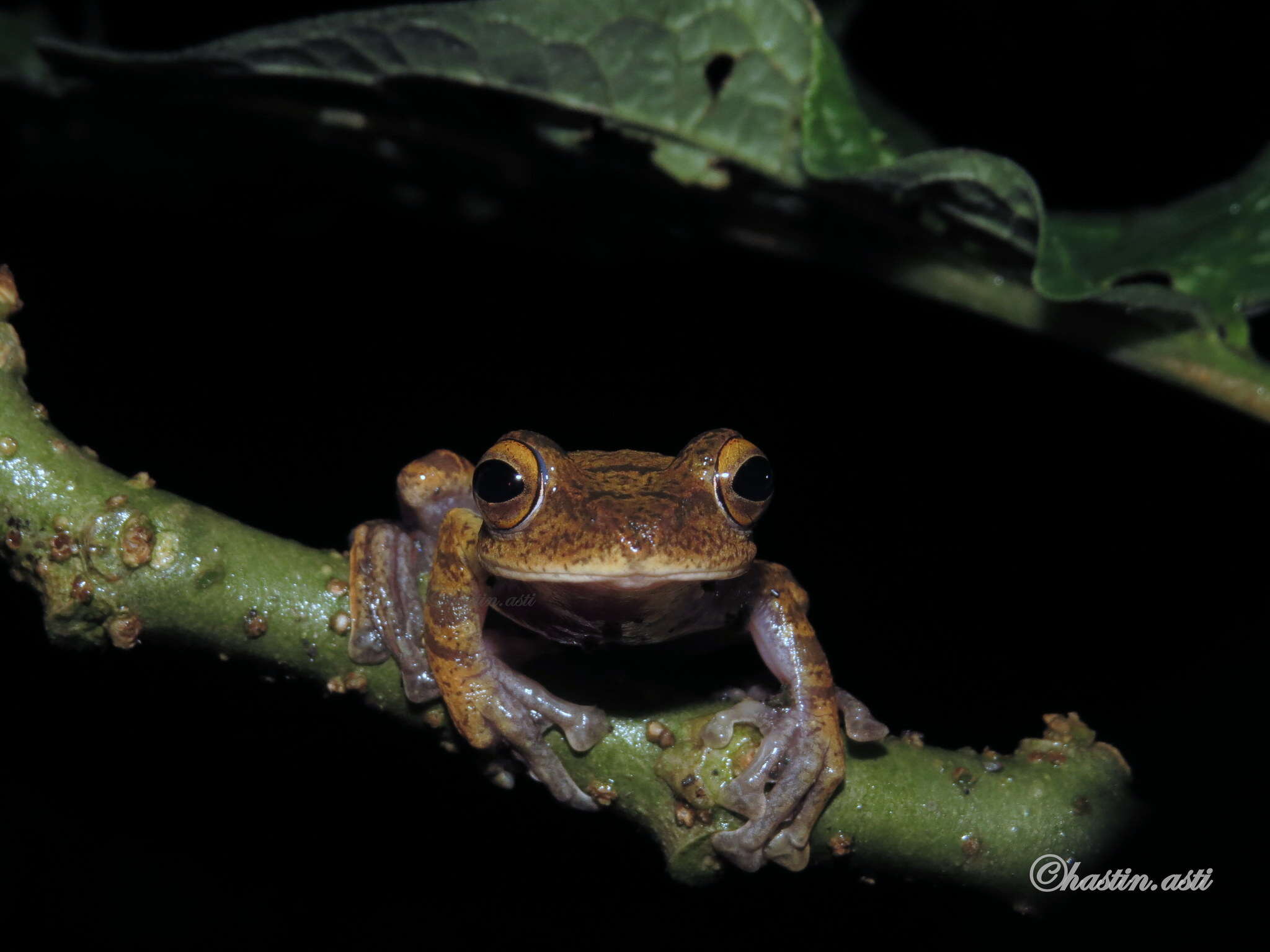 Image of Rhacophorus margaritifer (Schlegel 1837)