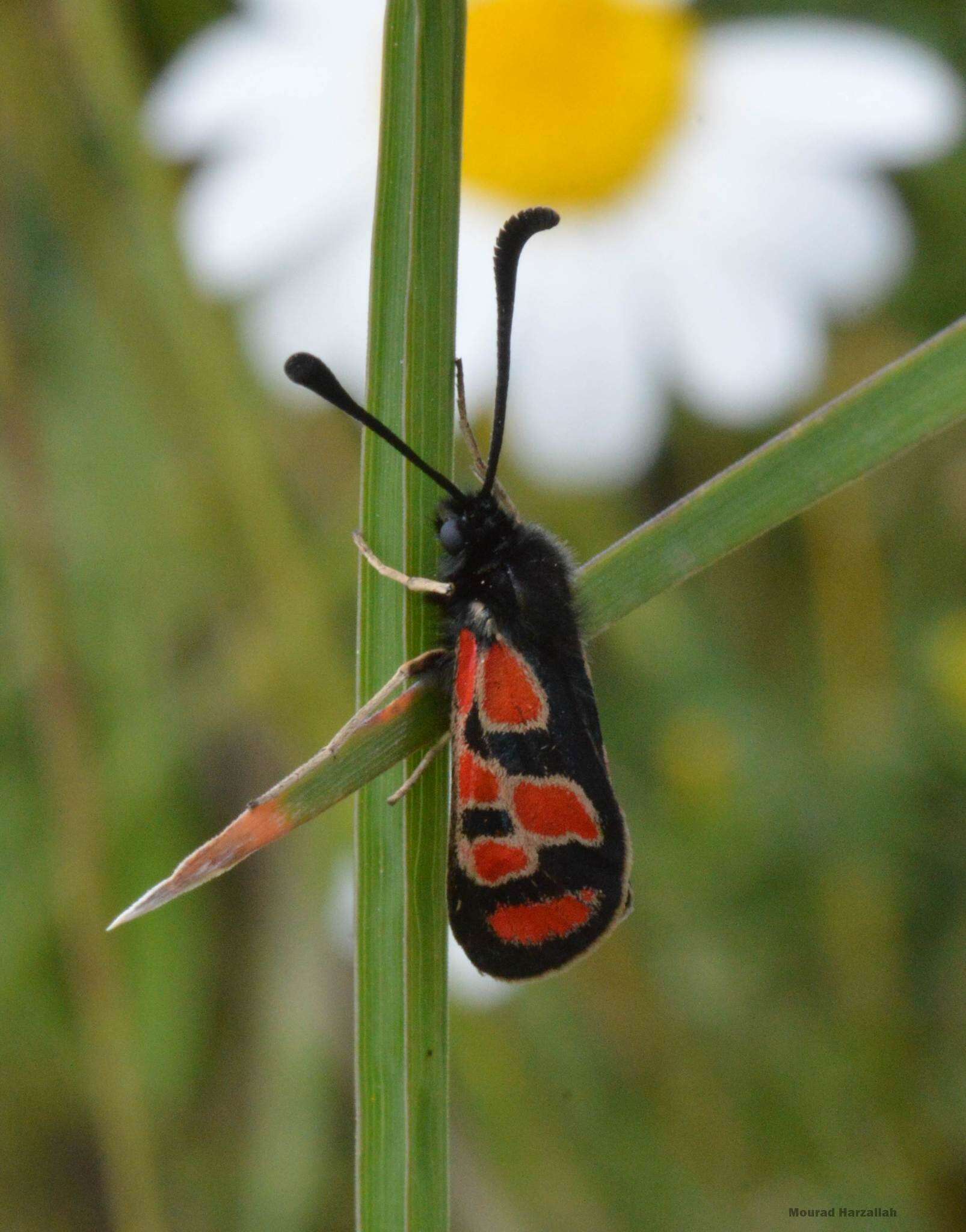 Image of Zygaena orana Duponchel 1835