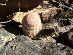 Image de Echinocereus pectinatus (Scheidw.) Engelm.