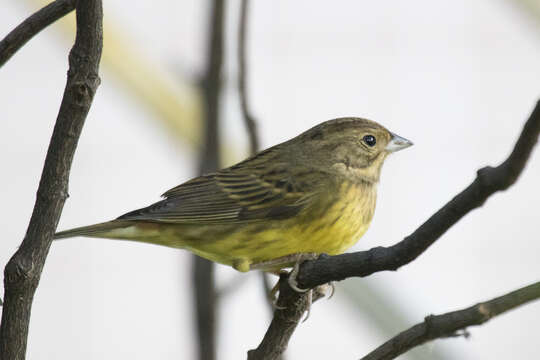 Image of Chestnut Bunting