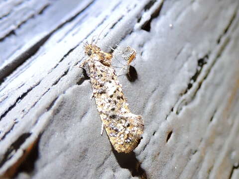 Image of Cresson's Grass-tubeworm Moth