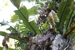 Image of Australian bird's-nest fern