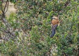 Image of Brown-backed Chat-Tyrant