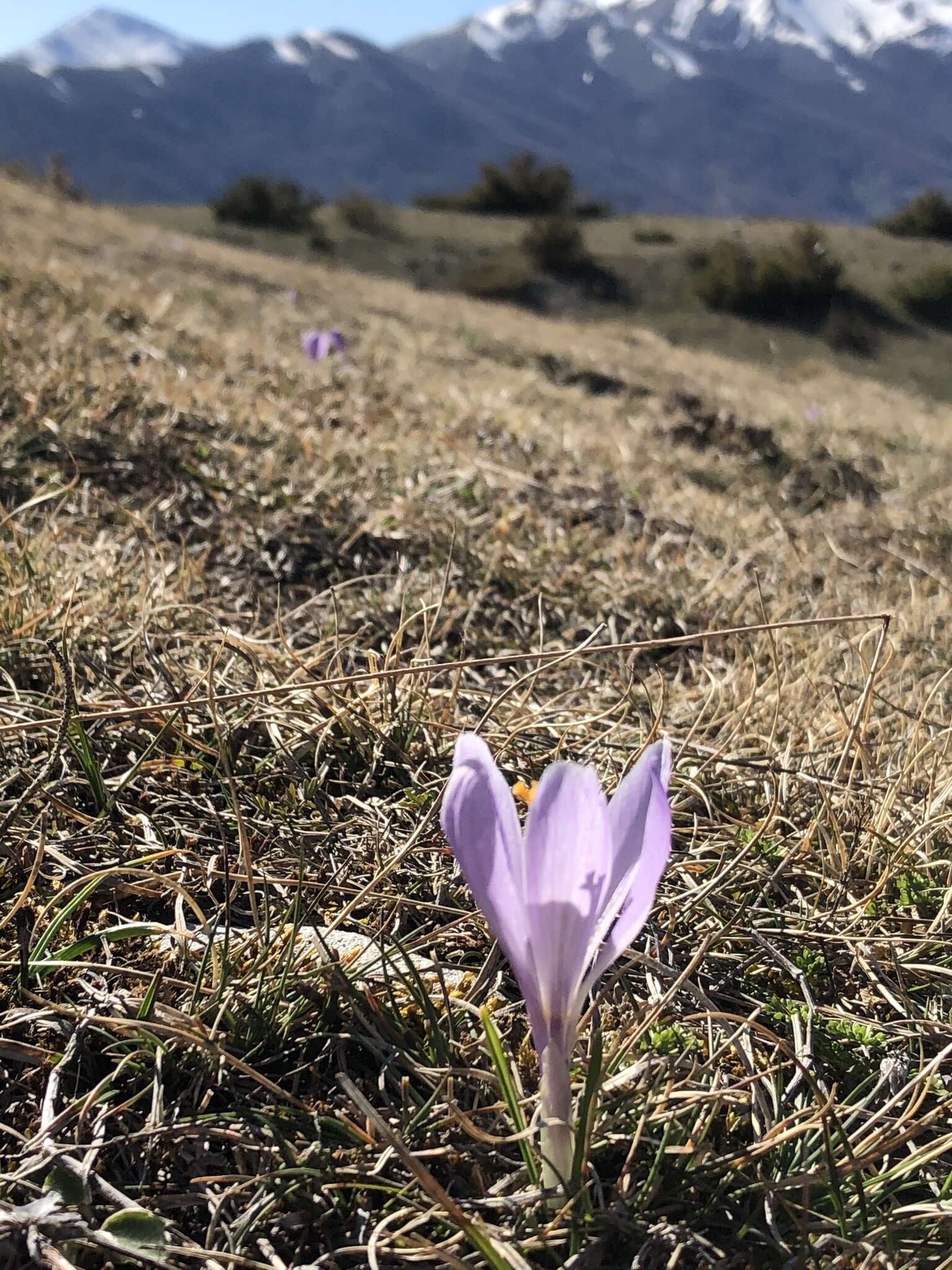 Image of Crocus neapolitanus (Ker Gawl.) Loisel.