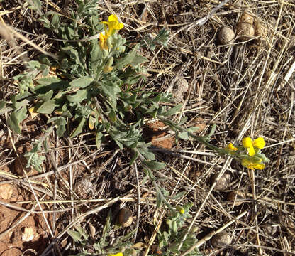 Image of Gordon's bladderpod