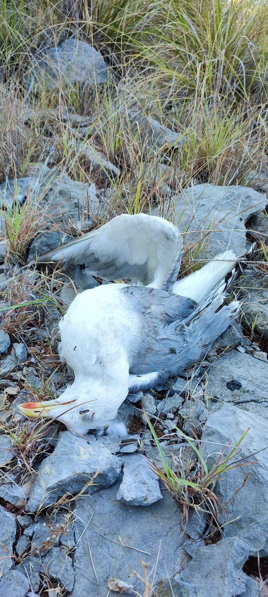 Imagem de Larus michahellis michahellis Naumann & JF 1840