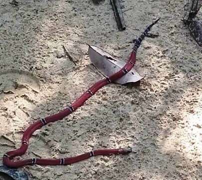 Image of Black-headed Coral Snake