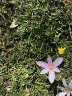 Image of Colchicum nanum K. Perss.