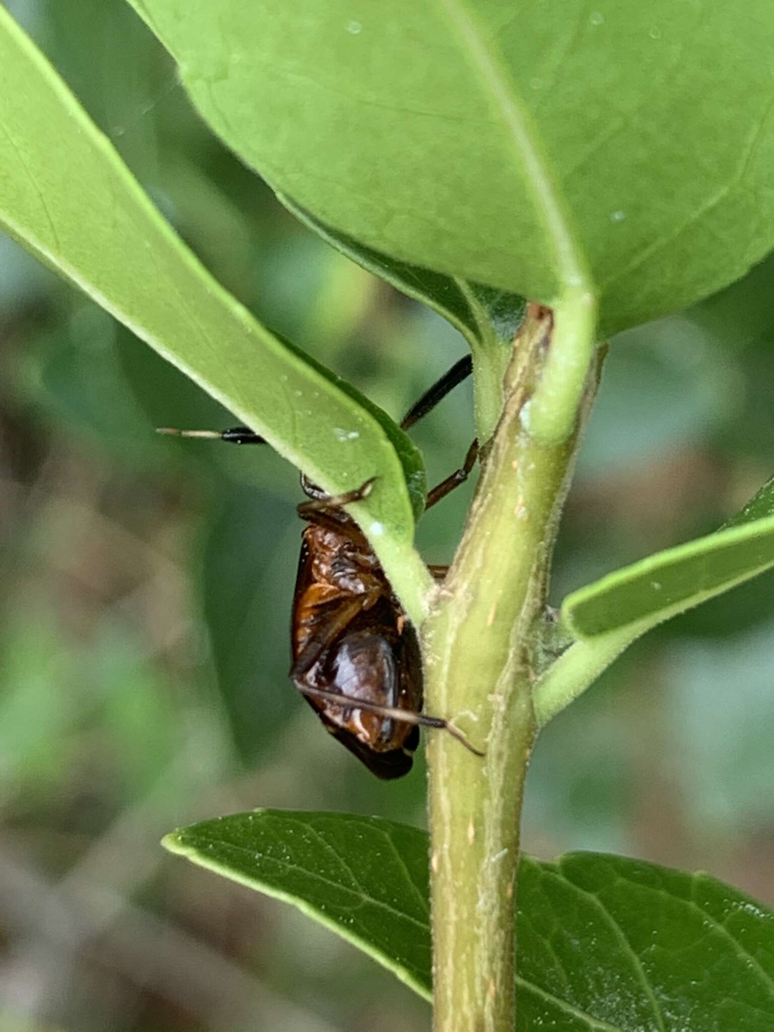 Image of Deraeocoris delagrangei (Puton 1892)