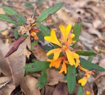 Plancia ëd Hibbertia selkii G. J. Keighery