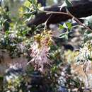 Image of Grevillea tenuiflora (Lindl.) Meissner