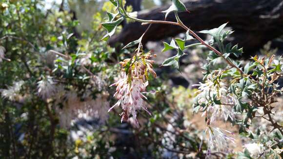 Image of Grevillea tenuiflora (Lindl.) Meissner