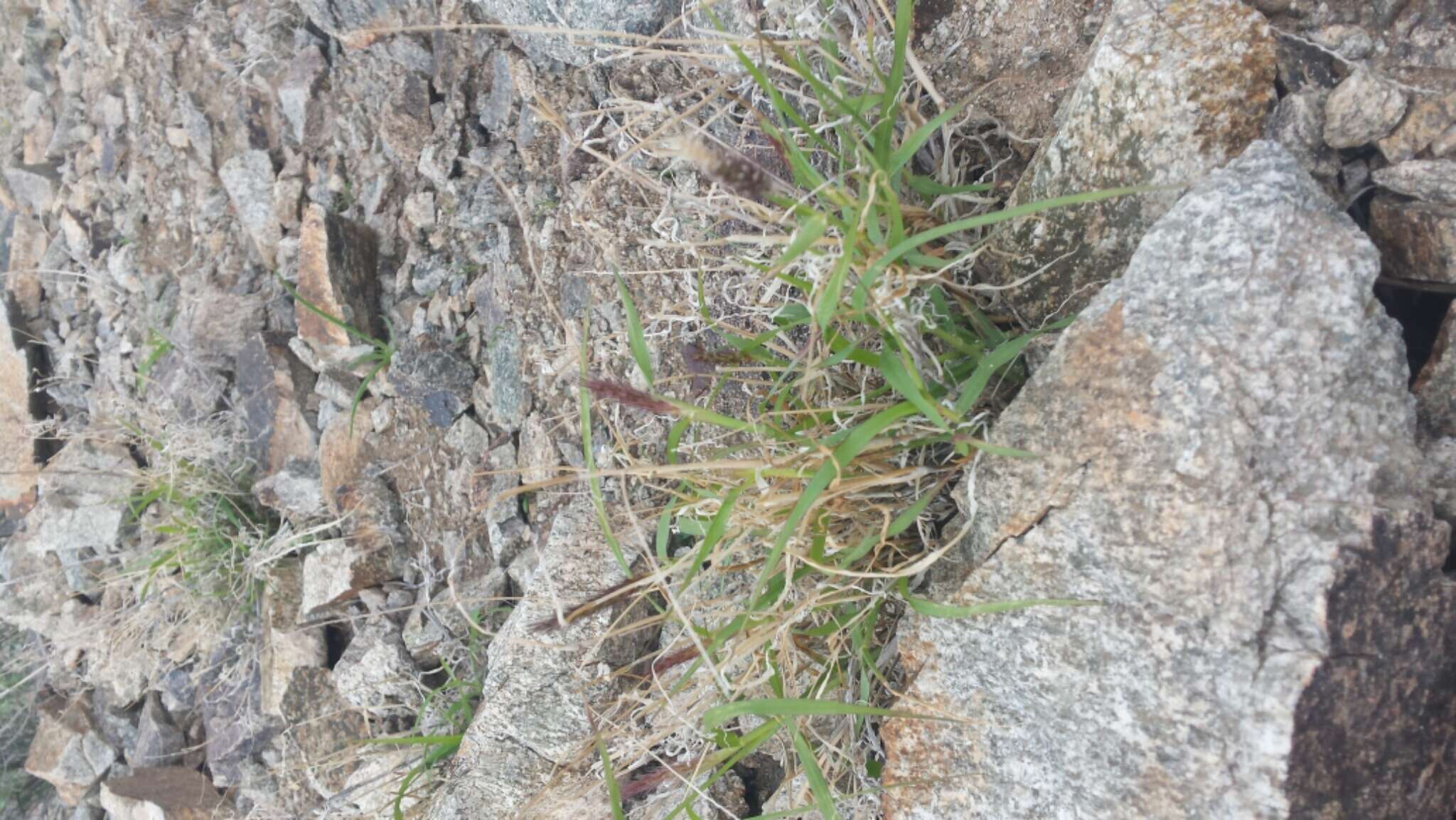 Image of Buffel grass