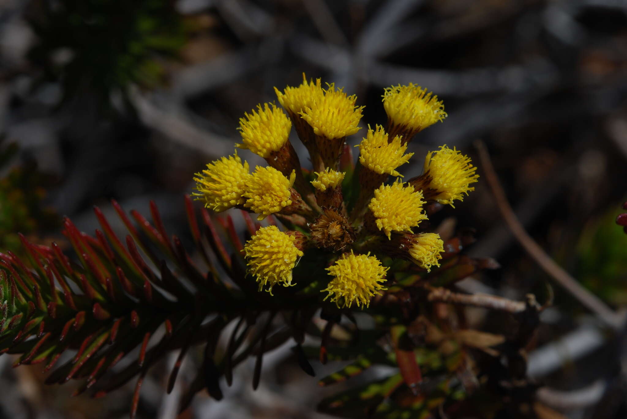 صورة Allagopappus canariensis (Willd.) Greuter