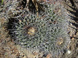 Image of Thelocactus rinconensis (Poselger) Britton & Rose