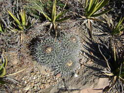 Image of Thelocactus rinconensis (Poselger) Britton & Rose