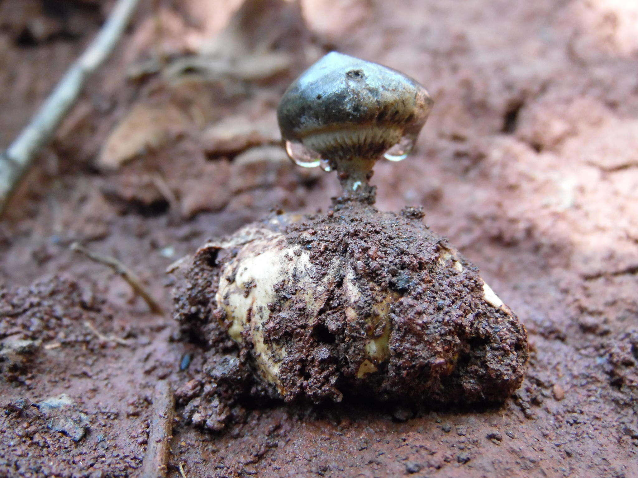 Image of Beaked Earthstar