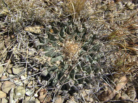 Image of Thelocactus rinconensis (Poselger) Britton & Rose