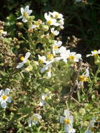 Image de Sutera polyantha (Benth.) Kuntze