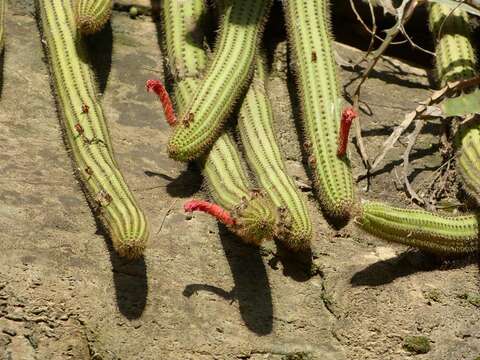 Image of Cleistocactus samaipatanus (Cárdenas) D. R. Hunt