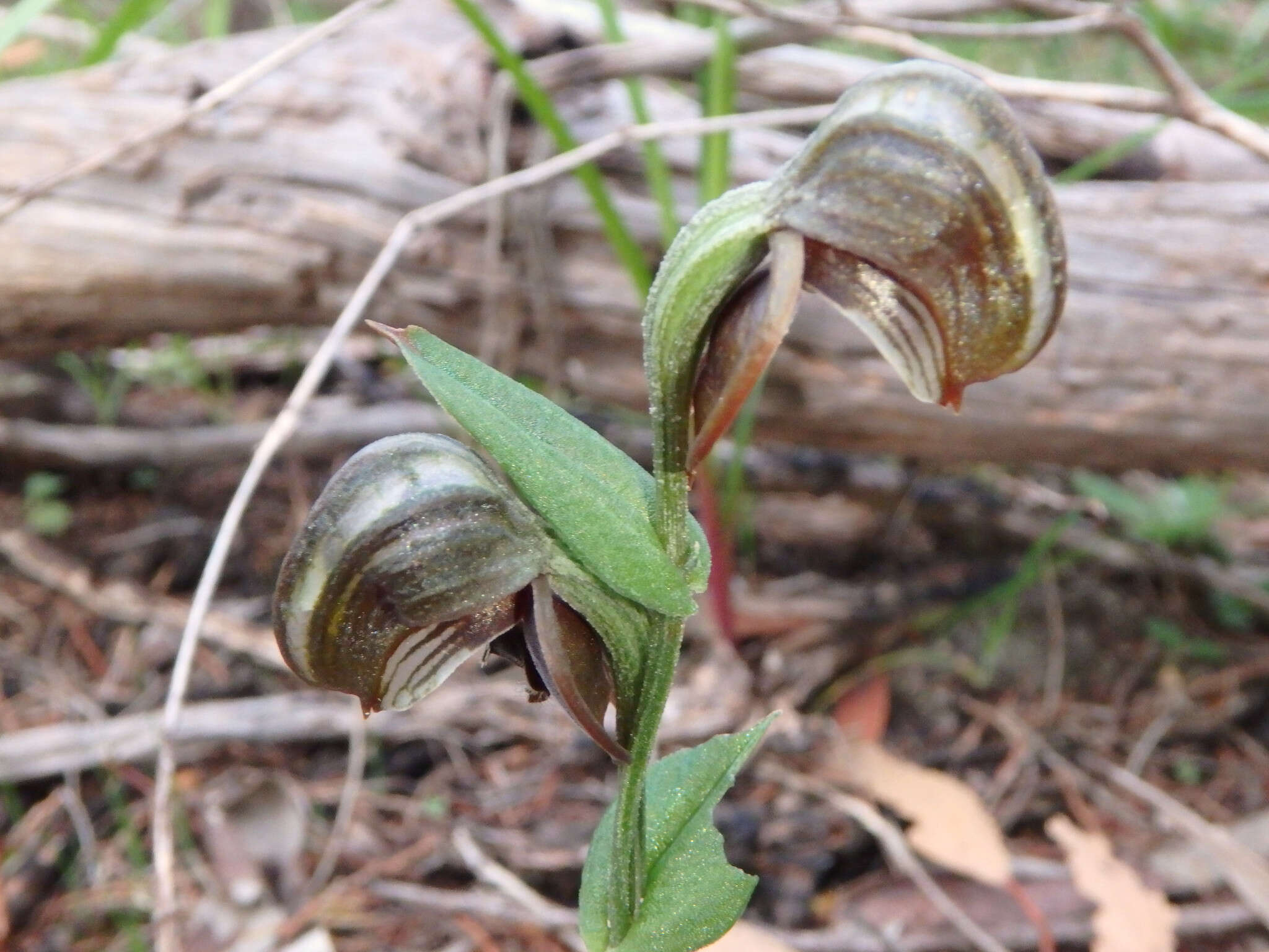 Image of Red-banded greenhood